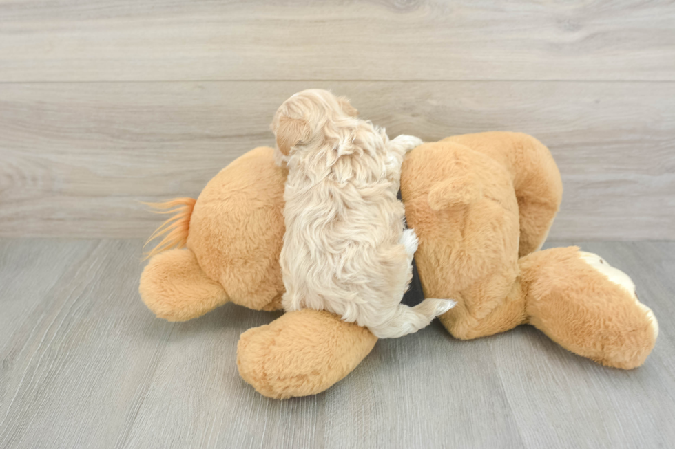 Small Maltipoo Baby