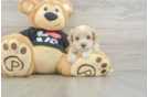 Petite Maltipoo Poodle Mix Pup