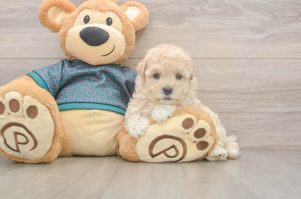 5 week old Maltipoo Puppy For Sale - Lone Star Pups