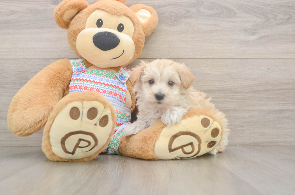 5 week old Maltipoo Puppy For Sale - Lone Star Pups