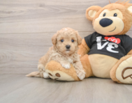 8 week old Maltipoo Puppy For Sale - Lone Star Pups