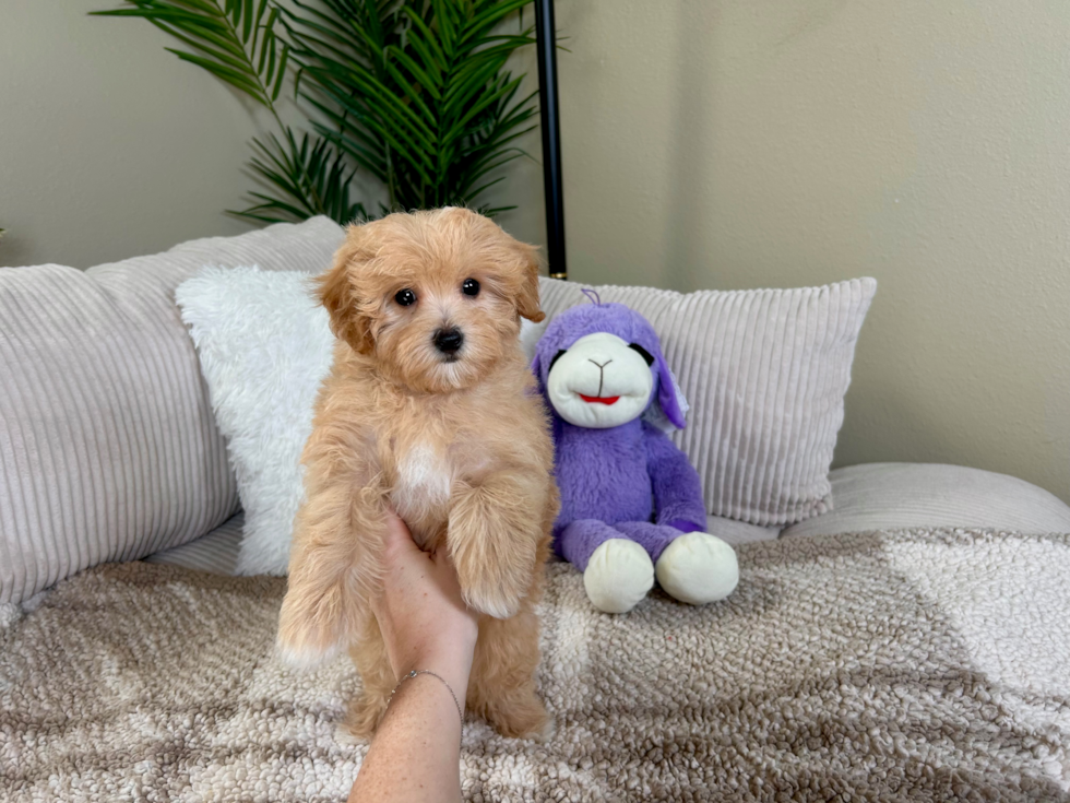 Best Maltipoo Baby