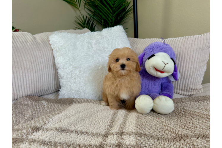 Best Maltipoo Baby