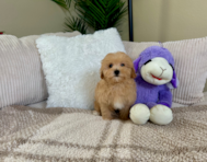 10 week old Maltipoo Puppy For Sale - Lone Star Pups