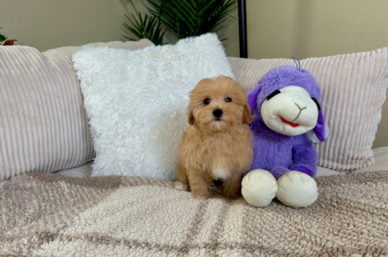 Best Maltipoo Baby
