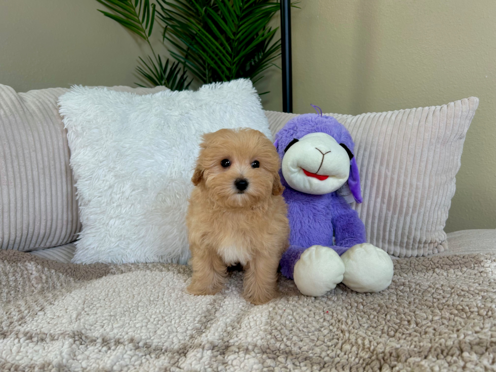 Cute Malt a Poo Poodle Mix Puppy