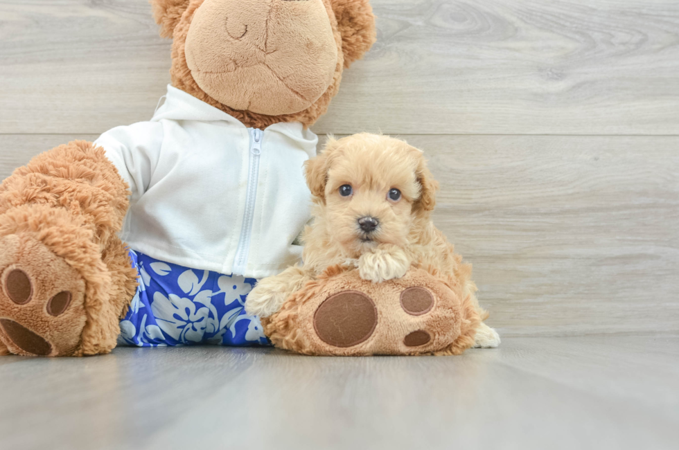 7 week old Maltipoo Puppy For Sale - Lone Star Pups