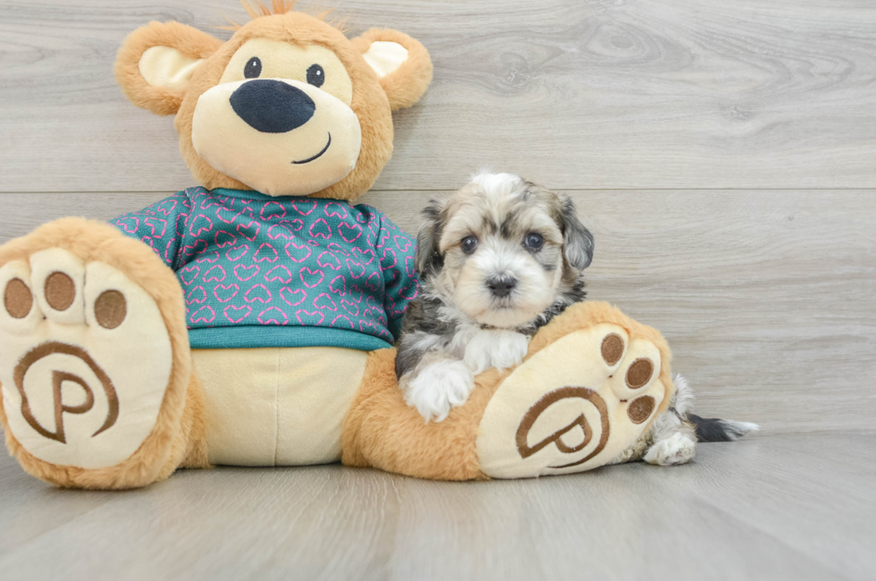 8 week old Maltipoo Puppy For Sale - Lone Star Pups