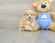 8 week old Maltipoo Puppy For Sale - Lone Star Pups