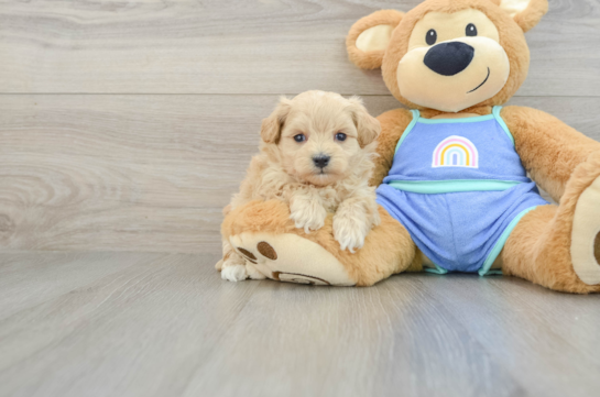 Maltipoo Puppy for Adoption