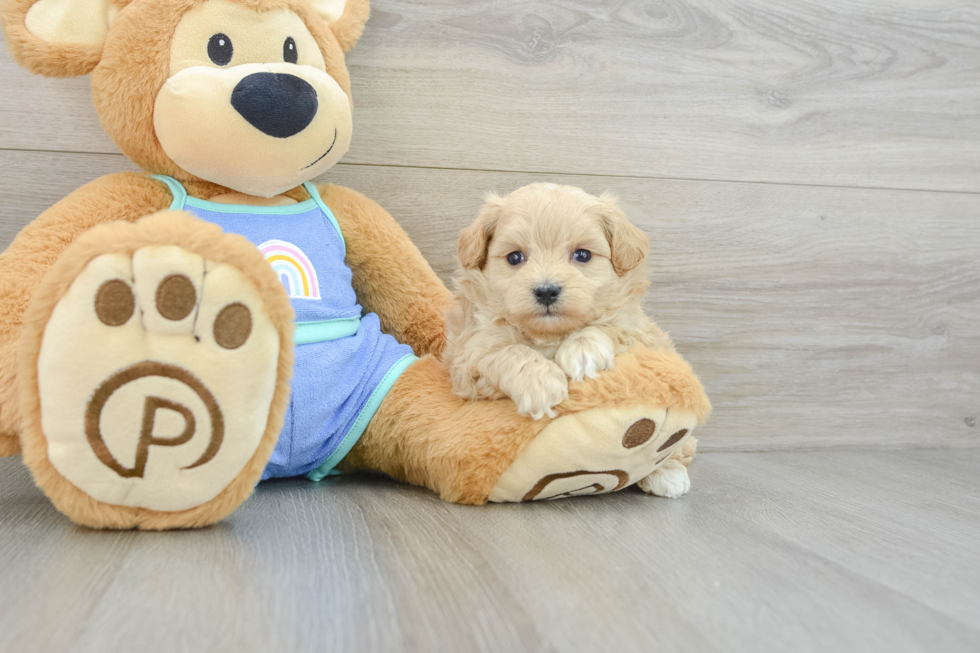 Petite Maltipoo Poodle Mix Pup