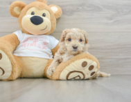 8 week old Maltipoo Puppy For Sale - Lone Star Pups