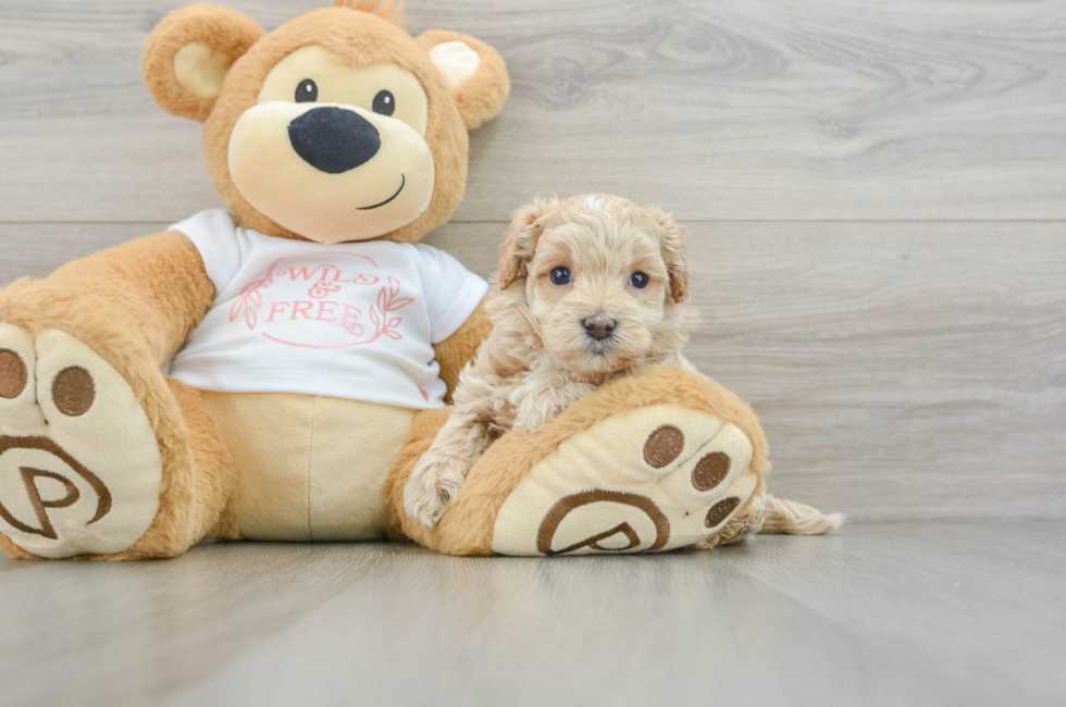 6 week old Maltipoo Puppy For Sale - Lone Star Pups