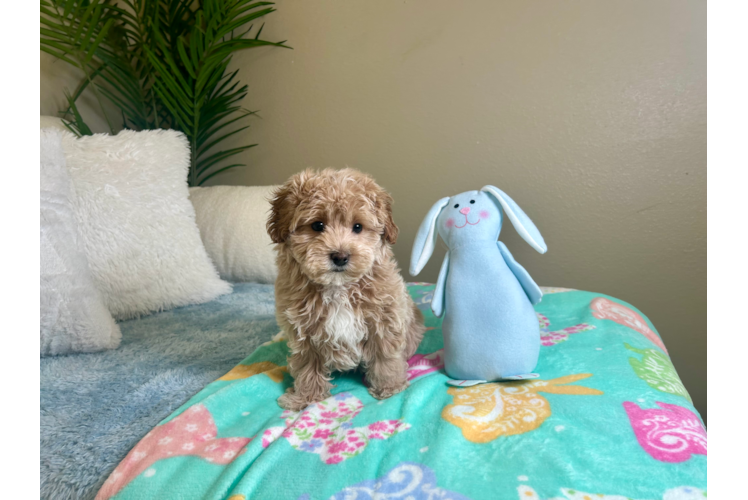 Best Maltipoo Baby