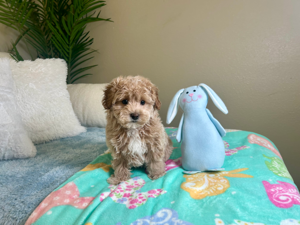 Best Maltipoo Baby