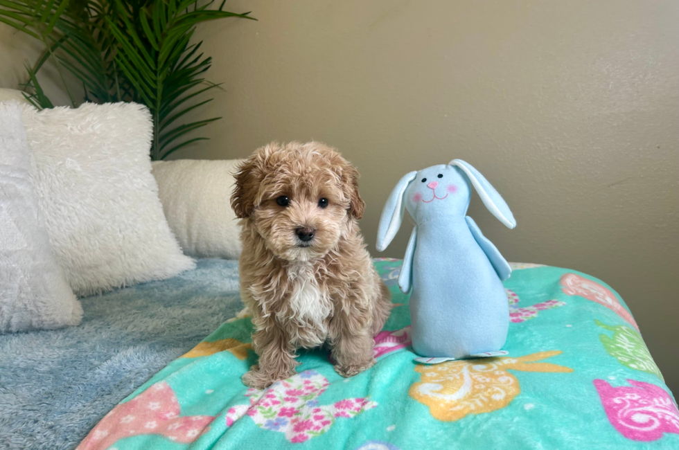 10 week old Maltipoo Puppy For Sale - Lone Star Pups