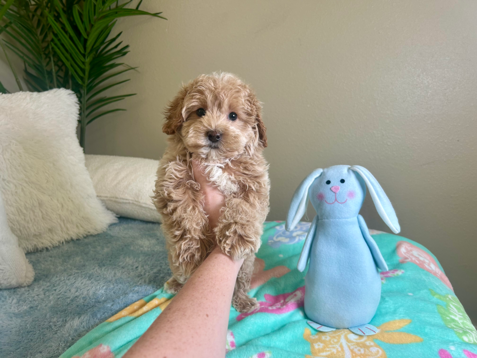 Maltipoo Puppy for Adoption