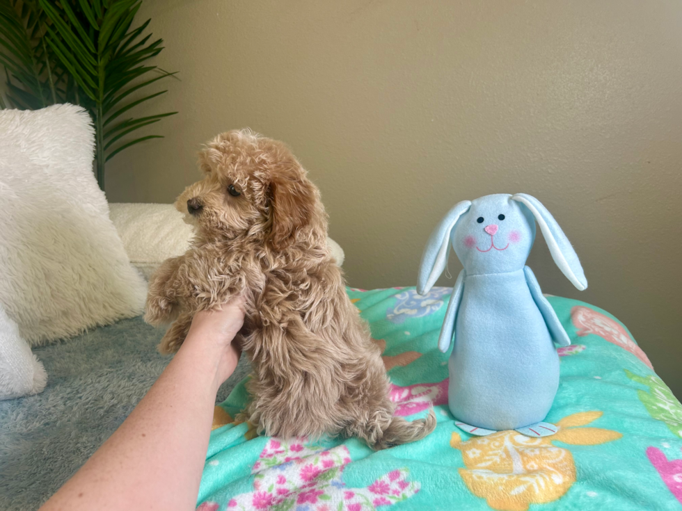 Maltipoo Puppy for Adoption