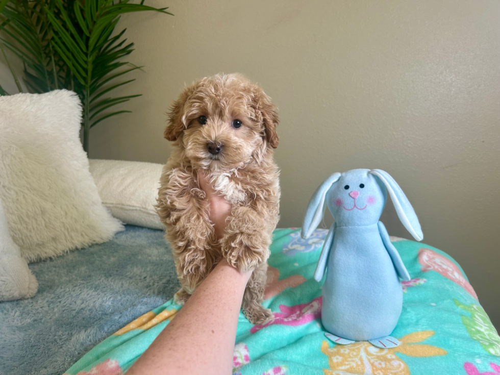 Cute Maltipoo Poodle Mix Pup
