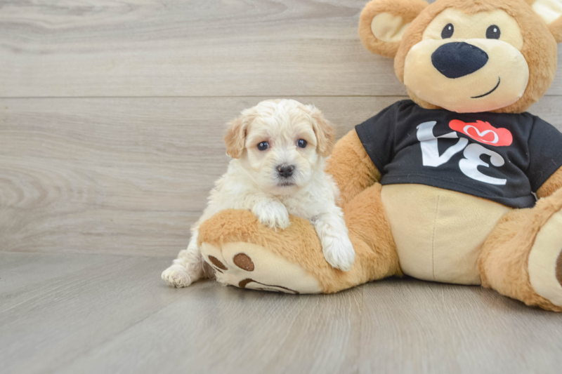 Meet Flynn - our Maltipoo Puppy Photo 1/4 - Lone Star Pups