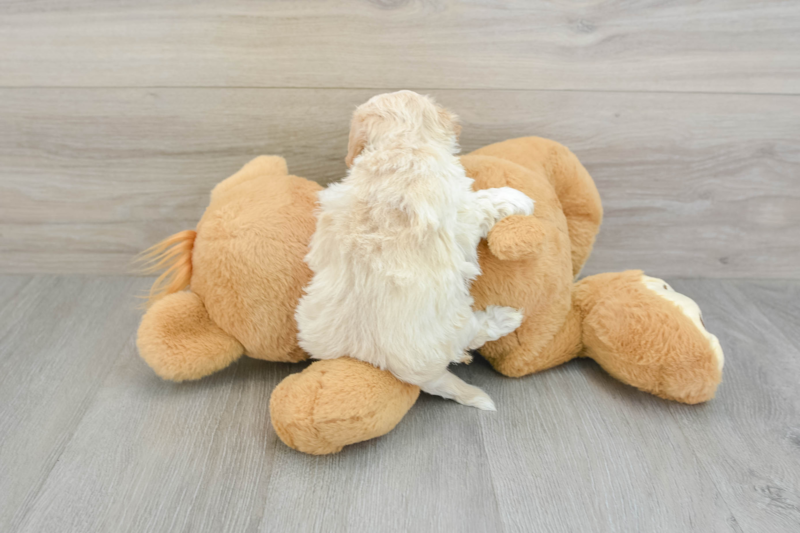 Meet Flynn - our Maltipoo Puppy Photo 2/4 - Lone Star Pups