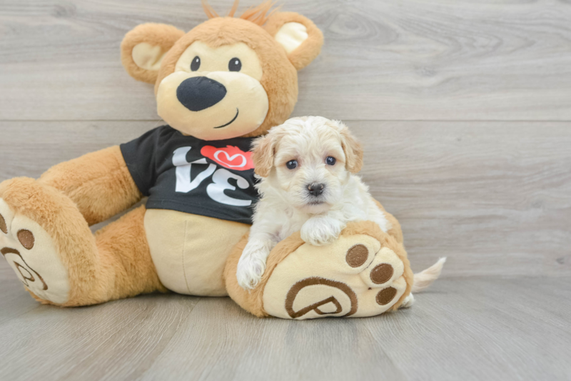 Meet Flynn - our Maltipoo Puppy Photo 3/4 - Lone Star Pups