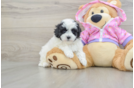 Little Multipoo Poodle Mix Puppy