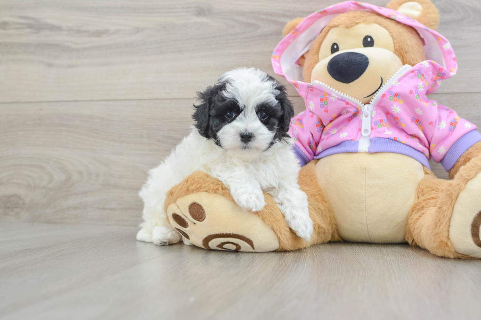 Little Multipoo Poodle Mix Puppy