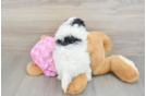Maltipoo Pup Being Cute