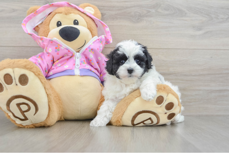 Little Maltepoo Poodle Mix Puppy