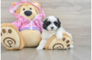 Little Maltepoo Poodle Mix Puppy