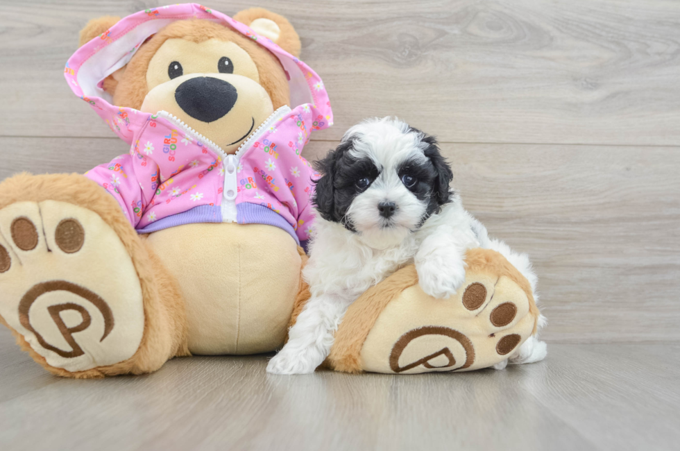 5 week old Maltipoo Puppy For Sale - Lone Star Pups