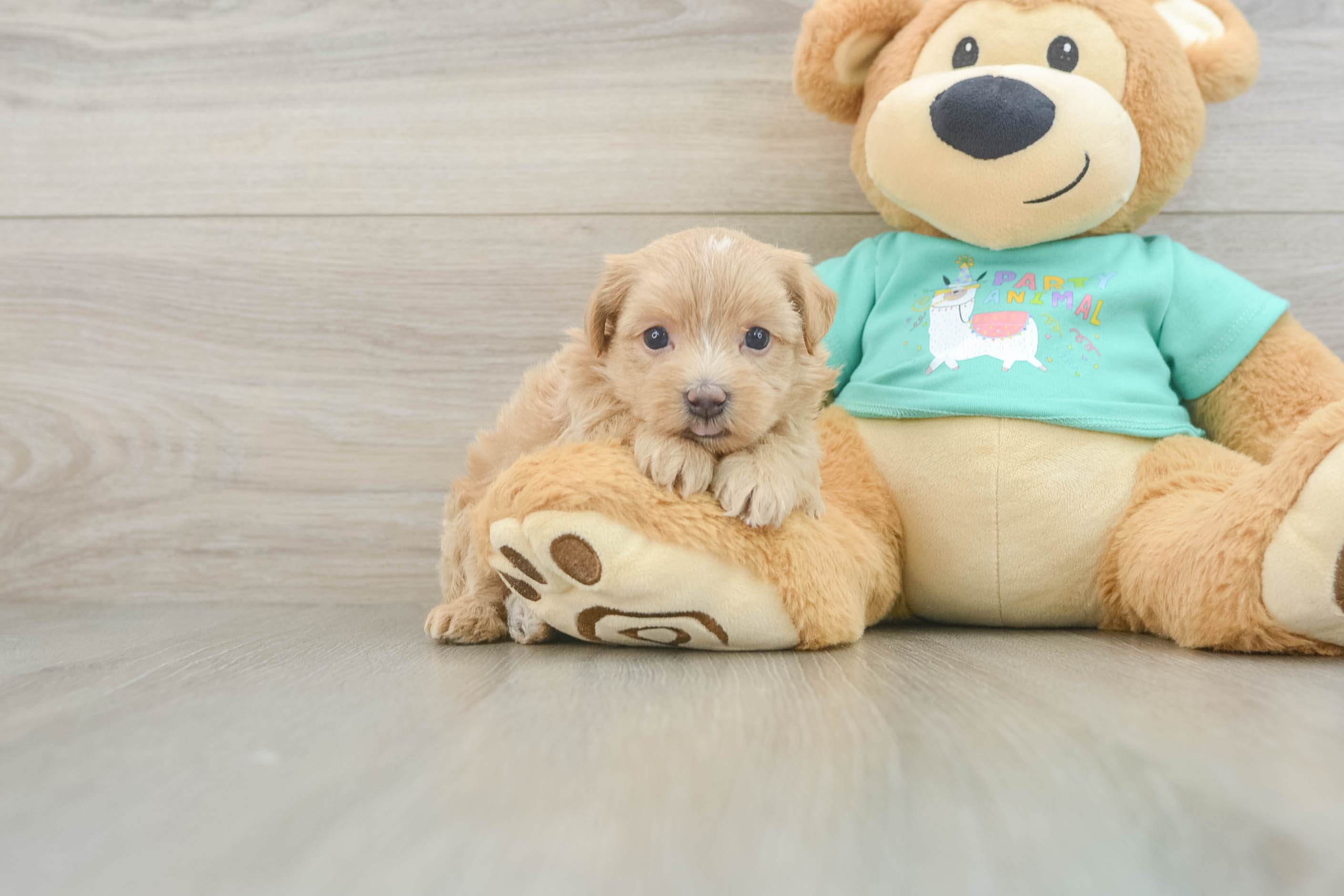 Playful Multipoo Poodle Mix Puppy