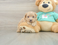 7 week old Maltipoo Puppy For Sale - Lone Star Pups