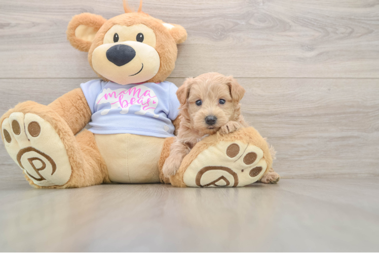 Maltipoo Pup Being Cute