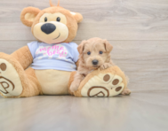 7 week old Maltipoo Puppy For Sale - Lone Star Pups