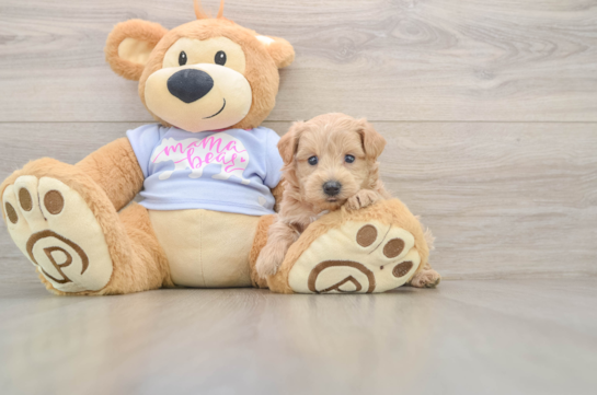 Maltipoo Pup Being Cute