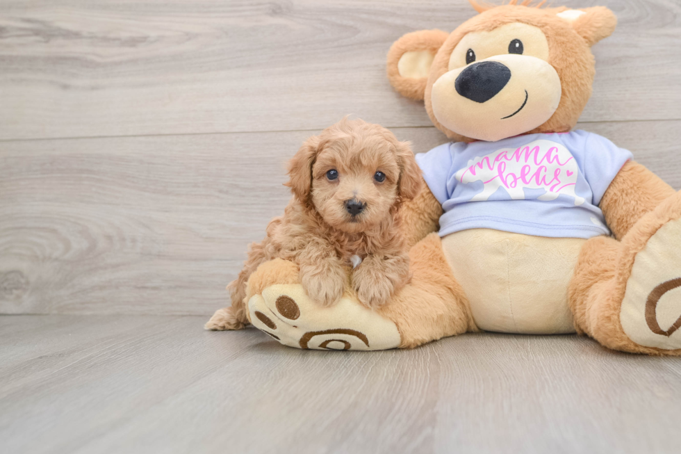 Energetic Multipoo Poodle Mix Puppy