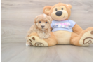 Small Maltipoo Baby