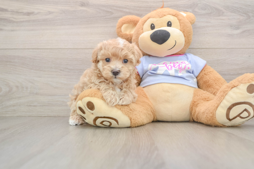 Small Maltipoo Baby
