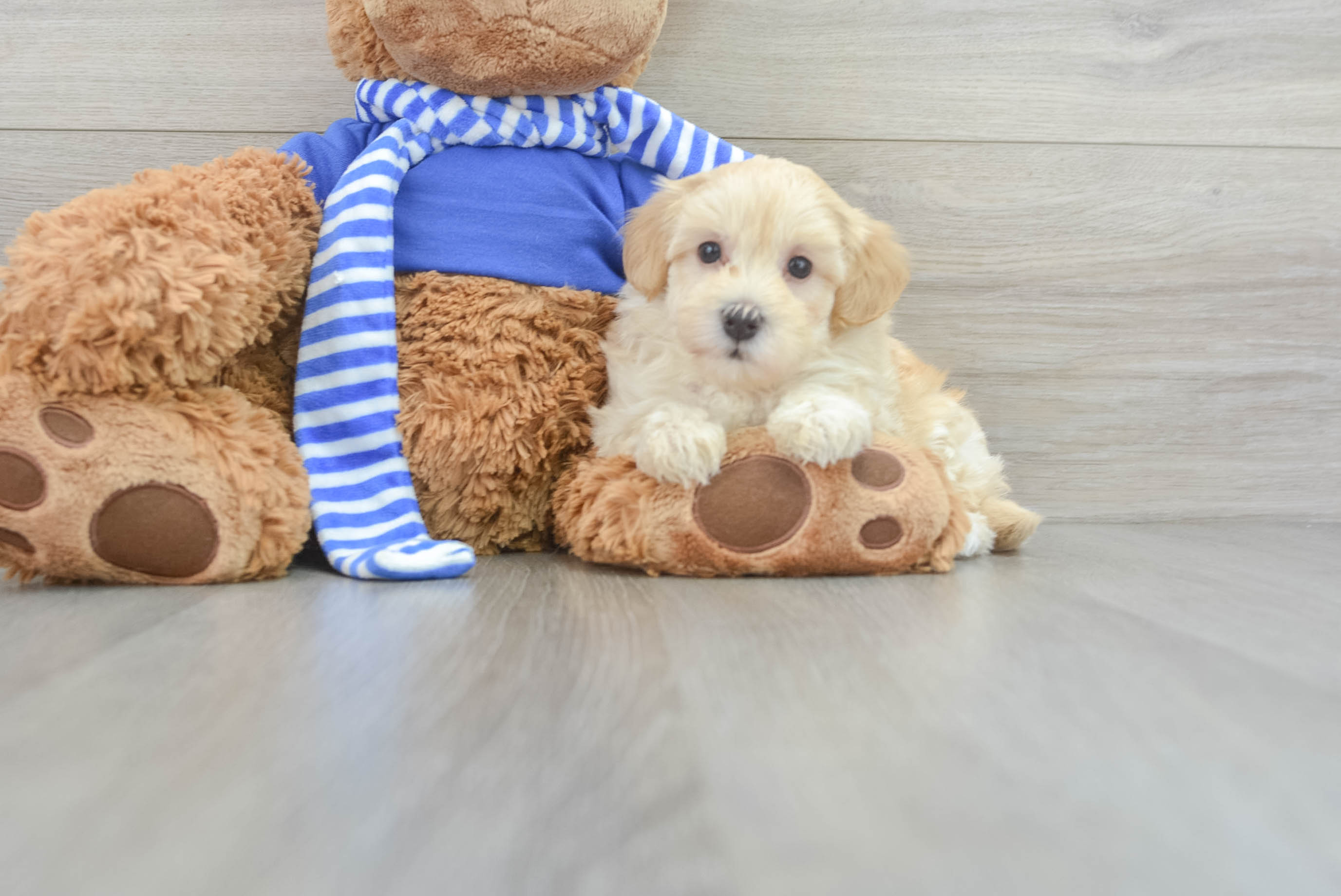 Maltipoo Puppy for Adoption