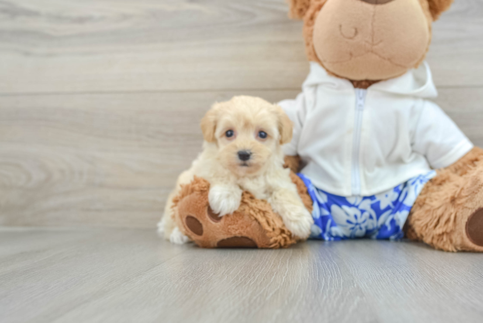 Maltipoo Puppy for Adoption