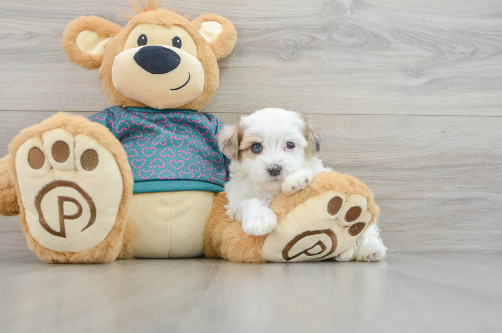 8 week old Maltipoo Puppy For Sale - Lone Star Pups