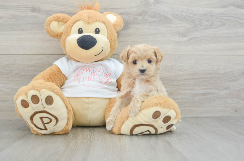 5 week old Maltipoo Puppy For Sale - Lone Star Pups