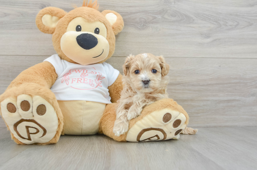 6 week old Maltipoo Puppy For Sale - Lone Star Pups