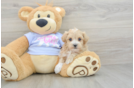 Maltipoo Puppy for Adoption