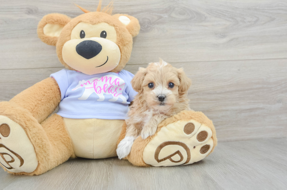 5 week old Maltipoo Puppy For Sale - Lone Star Pups