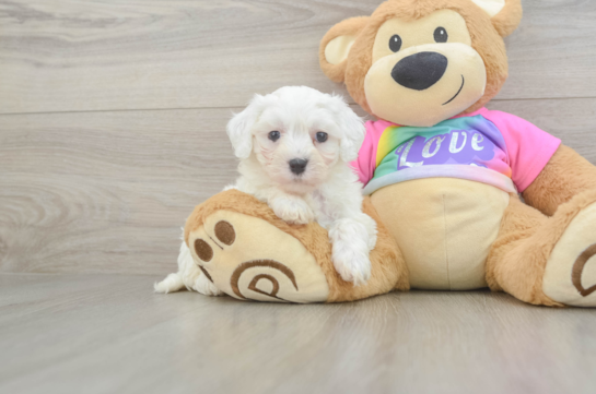 Little Malt Oodle Poodle Mix Puppy