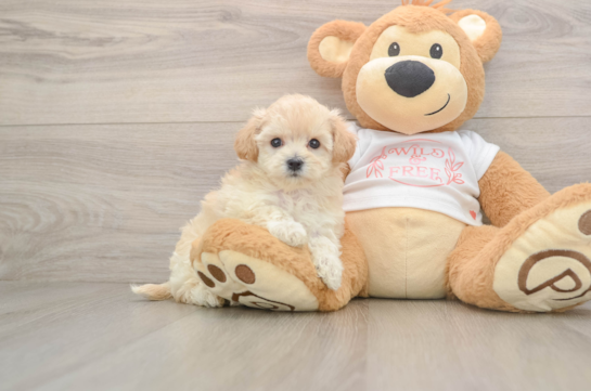 Maltipoo Puppy for Adoption