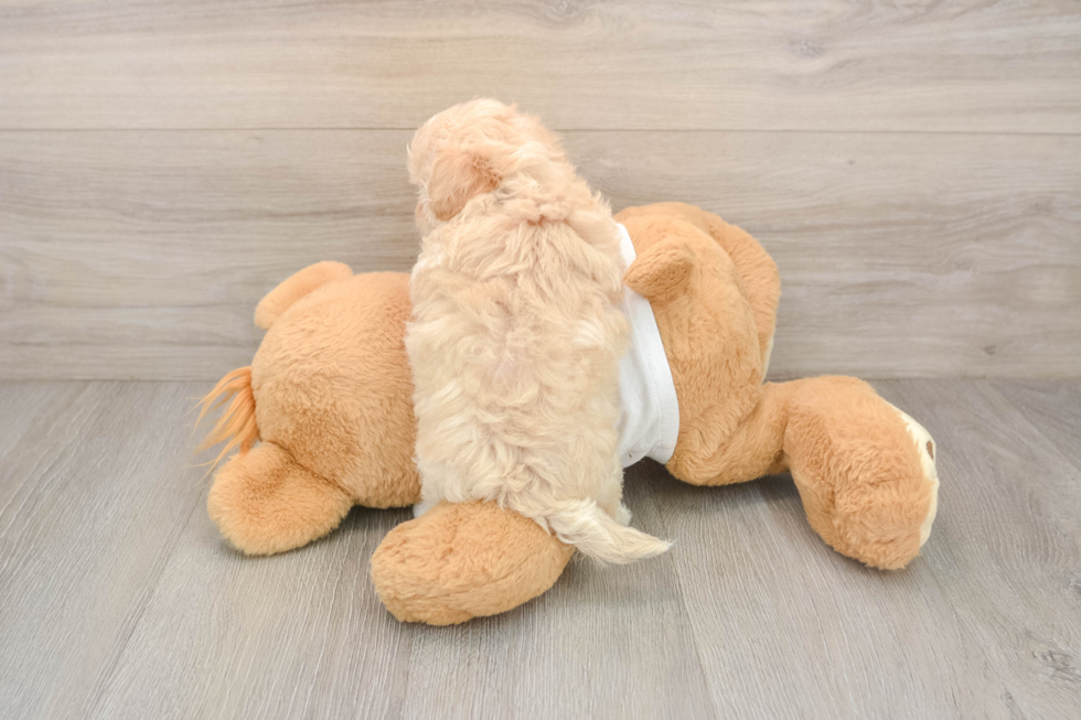 Maltipoo Pup Being Cute